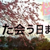 桜風『また会う日まで』千葉公園 DJI Japan cherry blossom③ 