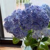母の日には紫陽花を！