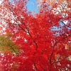 長野への紅葉の旅！！！紅蓮に染まった紅葉が色鮮やかで綺麗！！！