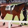 来週の出走へ向け、１６日に函館競馬場へ移動しています。☆ロードサミット