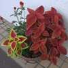 9／20　コリウスの葉を飾る