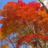 野幌森林公園！18　紅葉とキノコカップと目立たないけど綺麗な花