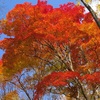 野幌森林公園！18　紅葉とキノコカップと目立たないけど綺麗な花