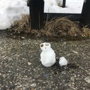 抹茶飲んでからマラカス鳴らす