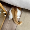 頭隠して尻隠さず？かくれんぼが下手っぴな愛猫w