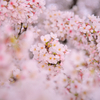 桜の写真#2