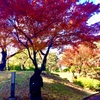 今日は野毛山公園の紅葉