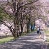 なんとなく最後のお花見日和♪(^.^)b