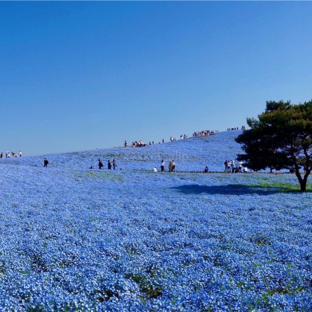 青空に溶け込むブルーの絶景。ひたち海浜公園のネモフィラを見てきた2018