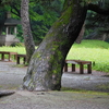 雨の小石川後楽園への旅④『花菖蒲田～松原』