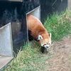 上野で中華と動物園