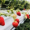 完熟いちご🍓狩り情報　3月29日(日)開園日です‼️✨🍀