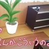 【ミニマリスト】観葉植物はいらない【断捨離】