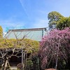 「池上本門寺界隈の梅や花たち」