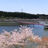 長柄ダムの桜を満喫🌸 春色の名所へ？！