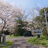 地元神社境内で桜咲く🌸