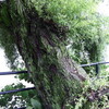 先週の散歩