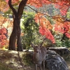 奈良公園の鹿と紅葉２０２１年