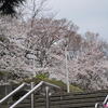 千葉城近くの桜開花状況♪（千葉市中央区中央・市場町・亥鼻）