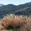 ビワの花に日本みつばち？　　　　　　　　　　　　パンジーとビオラ