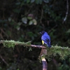 Hooded Mountain Tanager ズキンキバラフウキンチョウ