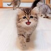 可愛いネコちゃんシリーズー4・・・