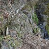 山道のツクシチャルメルソウ