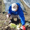 冬の野菜を全て収穫