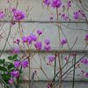 春の彼岸に咲く花　玄海ツツジ他