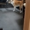 お留守番のクリン
