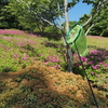 GWは昆虫観察してみませんか
