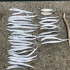 10月3日 【タチウオ】釣り【釣果】
