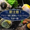 要注意ブセと一緒に飼育してはいけない生体3選！後悔する前に読んで