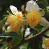 茶の花と山茶花(サザンカ) の関係？