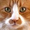 Love Type 16診断：LCRO(ボス猫)入門・取説　長所、短所、相性は？