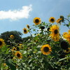 夏の理科大散歩・夏休みへ