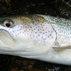 北海道　HOW TO　朱鞠内湖の釣り   /   イトウが幻ではない湖