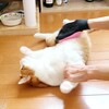 各にゃん特大毛玉ボールのできるまで