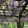安養寺公園の藤