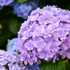 散歩道の紫陽花