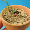 Bulbophyllum corallinum