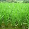 稲（早期米）の様子