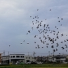 田圃に居たたくさんの鳩たち