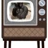 うさぎの飼い主、テレビと動画に思うこと