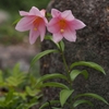 五月下旬の六甲高山植物園にて（PartⅡ）