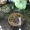 裏庭池ビオトープの水がすごく澄んで来ました
