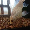 半冬眠中でも変わらない金魚