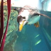 ペンギンがこっちに寄ってきた！・・・男鹿水族館GAO