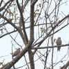 ベニバト Red Collared Dove