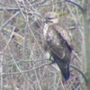 弥富野鳥園で野鳥観察